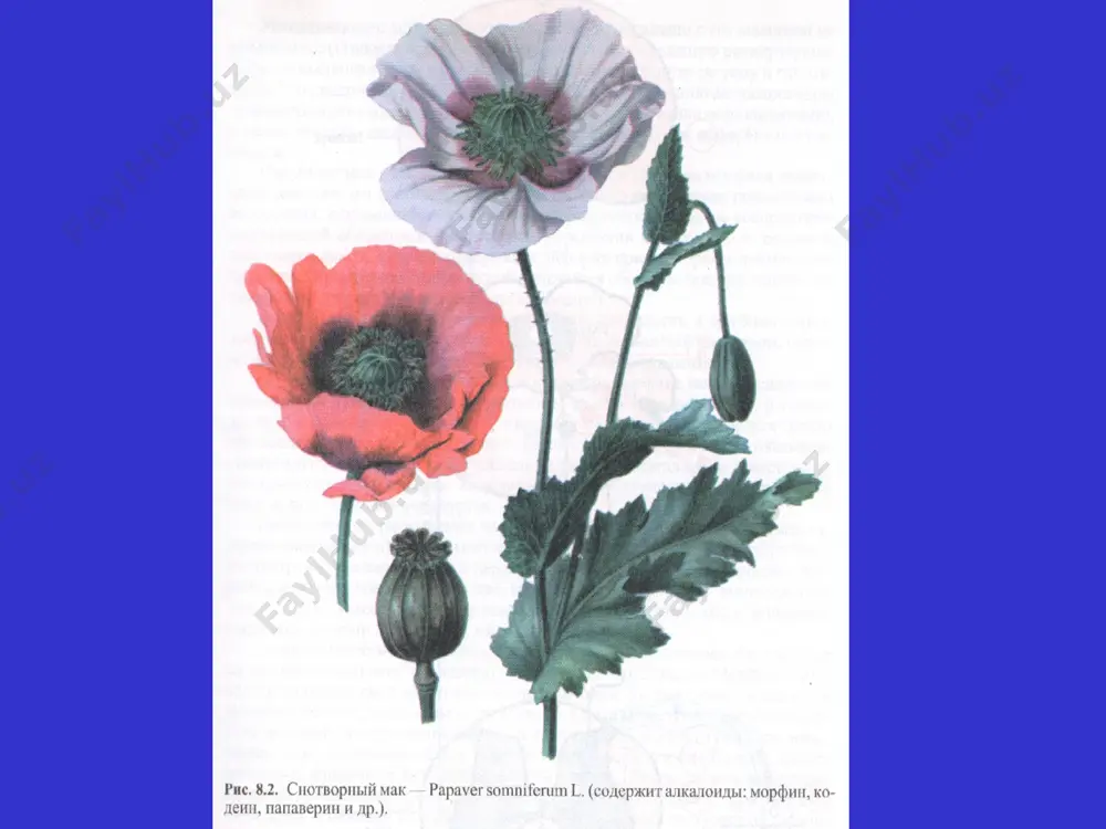 оғриқсизлантирувчи воситалар - Page 5