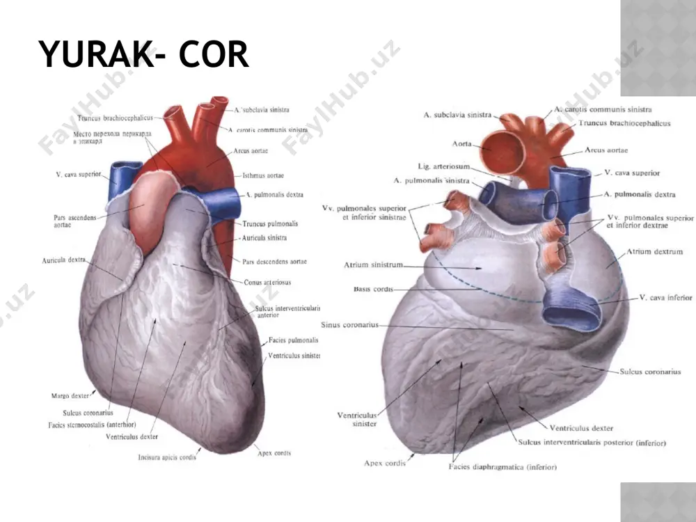 ) hosil qiladi. qorinchalar orasidagi to‘siqni mushak qismida bu tutam o‘ng va chap oyoqchalarga (crus dextrum et sinistrum) bo‘linib, qorinchalar miokardida tugaydi. aorta aortaning qorin qismi tashqi uyqu arteriyasi tashqi uyqu arteriyasidan 9 ta tarmoq uch guruh bo‘lib chiqadi. uning oldingi guruh tarmoqlariga 1.ustki qalqonsimon bez arteriyasi,2. til arteriyasi va 3. yuz arteriyasi kiradi. orqa guruhiga:1.ensa arteriyasi (a. occipitalis) yuz arteriyasi bilan bir sohadan boshlanadi. 2.quloq suprasining orqa arteriyasi (a. auricularis posterior) tashqi uyqu arteriyasidan ikki qorinchali mushakning orqa qorinchasini ustki chekkasi sohasida boshlanadi. 3.to‘sh-o‘mrov-so‘rg‘ichsimon mushakka boruvchi tarmoq (r.sternocleidomastoideus) shu nomli mushakni qon bilan ta’minlaydi. o’rta guruhiga:1.halqumning yuqoriga yo‘nalgan arteriyasi (a. pharyngea ascendens) tashqi uyqu arteriyasining boshlanish sohasidan chiqib, halqumning yon devori bo‘ylab yuqoriga ko‘tariladi. 2.chakkaning yuza arteriyasi (a. temporalis superficialis) tashqi uyqu arteriyasining bevosita davomi bo‘lib (238-rasm), tashqi eshituv yo‘lining oldidan yuqoriga ko‘tariladi. 3.ustki jag‘ arteriyasi (a. maxillaris) tashqi uyqu arteriyasining chakkaning yuza arteriyasiga nisbatan katta tarmog‘idir 19 velliziy-zaxarchenko …