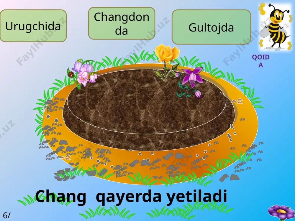 ojlanmaydigan o’troq gullar ham bor. gulkosacha – gulni tashqi tomondan o’rab turadigan qavati. u gulkosachabarglardan tashkil topgan .gulkosacha ko’pincha yashil rangda bo’ladi. gultoj –guldagi gulkosachadan ichkarida joylashgan gulqo’rg’on qavati. u gultojbarglar yig’indisidan tashkil topgan.gultoj turli rangda bo’ladi. changchi –gulqo’rg’on ichida joylashgan muhim qismi. u ikki qismdan iborat : changdon va changchi ipidan iborat. changchi iplari changdonni ushlab turadi va gulo’rni bilan bog’laydi. urug’chi –gulning o’rtasi (markazi) da joylashgan eng muhim qismi. u tuguncha , ustuncha va tumshuqchadan iborat. tuguncha – urug’chining kengaygan pastki qismi. uning ichida urug’kurtak joylashgan.tugunchadan meva hosil bo’ladi.tuzilishiga ko’ra tuguncha bir va ko’p uyali bo’ladi. tumshuqcha –urug’chining eng yuqori qismi –uchi. u changlarni ushlash vazifasini bajaradi. ustuncha –urug’chining o’rta qismi. u tuguncha bilan tumshuqchani birlashtiradi. uning ichi g’ovak bo’ladi. gulqo’rg’on – gul ochilguncha changchi va urug’chilarni o’rab ,tashqi ta’sirdan saqlab turadi.u oddiy yoki murakkab bo’ladi. gulqo’rg’on bo’laklarining rangi, asosan , bir xil bo’lsa, u oddiy gulqo’rg’onli deyiladi.oddiy …