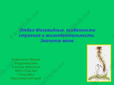 моховидные растения — PPT