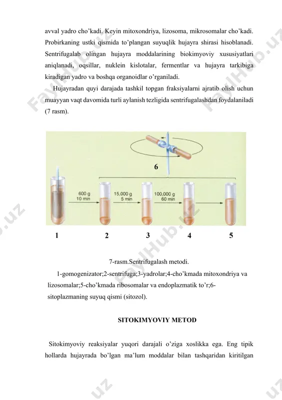 ar cho’kadi. probirkaning ustki qismida to’plangan suyuqlik hujayra shirasi hisoblanadi. sentrifugalab olingan hujayra moddalarining biokimyoviy xususiyatlari aniqlanadi, oqsillar, nuklein kislotalar, fermentlar va hujayra tarkibiga kiradigan yadro va boshqa organoidlar o’rganiladi. hujayradan quyi darajada tashkil topgan fraksiyalarni ajratib olish uchun muayyan vaqt davomida turli aylanish tezligida sentrifugalashdan foydalaniladi (7 rasm). 7-rasm.sentrifugalash metodi. 1-gomogenizator;2-sentrifuga;3-yadrolar;4-cho’kmada mitoxondriya va lizosomalar;5-cho’kmada ribosomalar va endoplazmatik to’r;6-sitoplazmaning suyuq qismi (sitozol). sitokimyoviy metod sitokimyoviy reaksiyalar yuqori darajali o’ziga xoslikka ega. eng tipik hollarda hujayrada bo’lgan ma’lum moddalar bilan tashqaridan kiritilgan moddalar o’rtasidagi reaksiya natijasida bo’yalgan mahsulot hosil bo’ladi va mikroskoplarda ko’rinadi. bu metod o’z oldiga hujayra strukturalarining kimyoviy tuzilishini o’rganishni qo’yadi. sitokimyoviy tekshirishlar orqali hujayrada biologik faol moddalarning tarqalishi,miqdori aniqlanadi. tegishli sitokimyoviy reaksiyalardan so’ng bu moddalar mikroskoplarda bo’yalgan holda ko’rinadi. sitokimyoviy tahlil metodlari juda xilma-xil. ulardan biri fermentativ eritishdir. agar asosli bo’yoqlar ishlatilsa, ular to’g’ri kelgan oqsil, nuklein kislota va mutsinlarning kislotali qismi bilan birikishi mumkin. masalan, azur bo’yog’i …