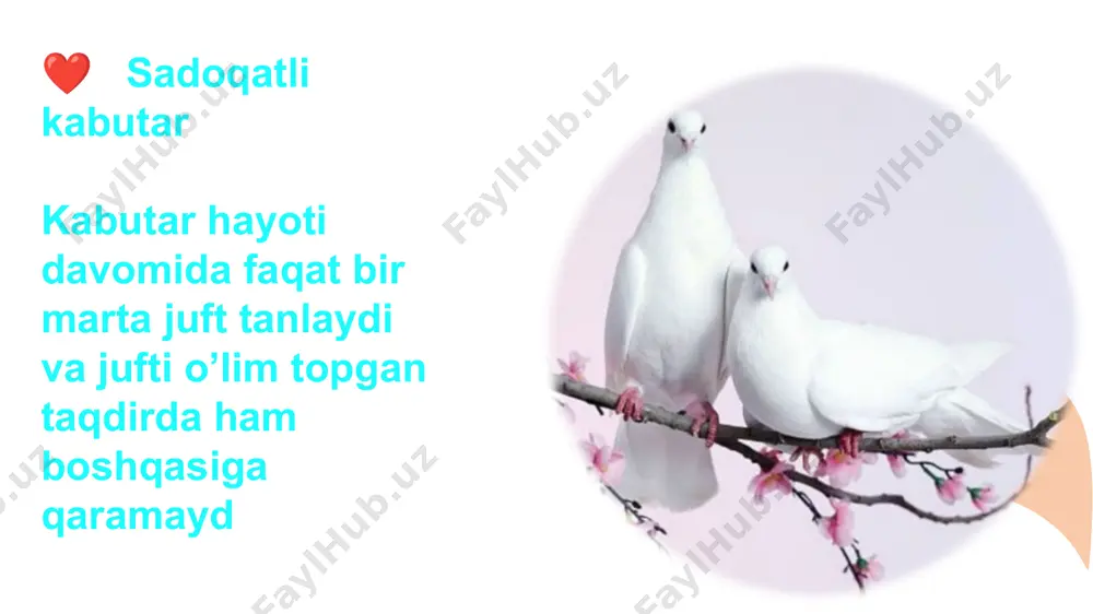 boshqotirmalar va uning turlari - Page 5