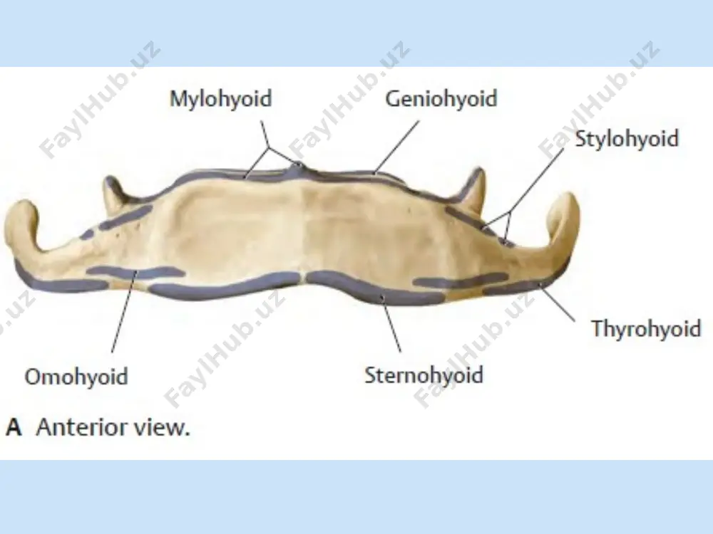 anatomik rejayizlar - Page 5