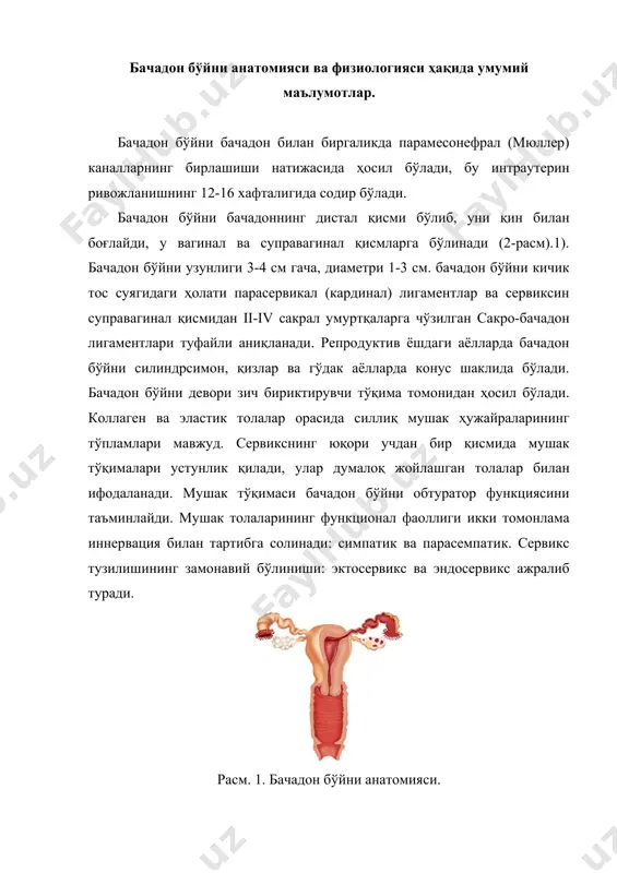 пастда жойлашган қисми вагинал ёки эктосервикс деб аталади. эктосервикснинг узунлиги 2-3 см, девор қалинлиги 1,0-1,2 см. бўйиннинг бу қисми ташқи бачадон фаренкси билан тугайди. ташқи бачадон фаренкси тахминан экто ва эндосервикс ўртасидаги чегарага тўғри келади. нуллипарларда ташқи томоқнинг ўртача диаметри одатда 3-4 мм ва овал шаклга эга. туғилган ва интраутерин аралашувларга эга бўлганларда, фаренкс анамнезида ёриқ шаклида бўлади. ташқи фаренкс шаффоф ёки шаффоф бўлмаган шилимшиқ билан ёпилади (ҳайз даврининг босқичига қараб). эктосервикс қалинлиги 150-200 мкм бўлган қатламли скуамоз эпителий билан қопланган, силлиқ оч пушти рангда. сервикс нормал жойлашиши билан қатламли скуамоз эпителия кератинланмайди. ички бачадон фаренкси-бачадон бўшлиғи билан боғланган бачадон бўйни каналининг проксимал қисми, диаметри 3 мм. ташқи ва ички фаренкс ўртасида бачадон бўйни канали мавжуд бўлиб, унинг узунлиги 4 см, кенглиги 0,4 см. канал шпиндел шаклига эга, бунинг натижасида бу эрда жойлашган безлар томонидан ишлаб чиқарилган секреция сақланиб қолади, у бачадон бўшлиғини қин бўшлиғи билан боғлайди. бачадон бўшлиғининг ён …