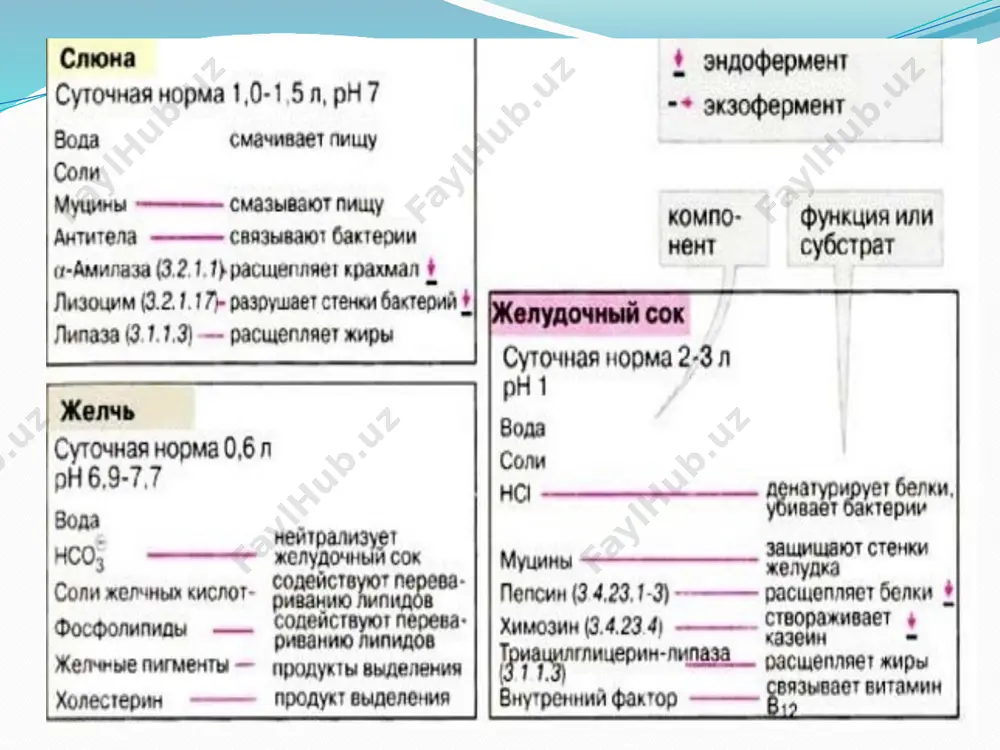 ng qo’shimcha yo’li ochilib, u 60 foiz holatda asosoy yol bilan qo’shilib ketadi. yoki alohida o’n ikki barmoqli ichakka ochiladi. 5. oshqozon osti bezining tanasi uchqirrali tuilishga ega bo’lib, 3 ta yuzasi va 3 ta qirrasi farqlanadi. oshqozon osti bezining dum qismi konussimon , chap va yuqoriga yonalagan va taloq darvozasiga qadar davom etadi. 7. yangi tug’ilgan bolada oshqozon osti bezi kichik bo’ladi. uzunligi 3-6 sm; massa 2,5-3 g, katta yoshdagi odamlarniniga qaraganda yuqorida joylashgan. 3 yoshga kelib massasi 20 g ga yetadi, 10-12 yoshda – 30 g. 5-6 yoshda kattalarga hos xusuiyatlarga ega bo’ladi. 8. oshqozon osti bezi aralash bezga kiradi. ekzokrin va endokrin qismiga ega. 9. ekzokrin qismi – pankreatik atsinuslardan iborat bo’lib, organning struktur-funsional birligi hisoblanadi. atsinuslar formasi yumaloq bolib, 100-150 mkm, tarkibida sekretor qismi va chiqarish yo’lidan tashkil topgan. oshqozon osti bezi tuzilishi atsinuslar ikki hil hujayradan tashkil topadi: sekretor—ekzokrin pankreotositlar, 8-12 miqdorda. ekzokrin pankreotositlar hazm …