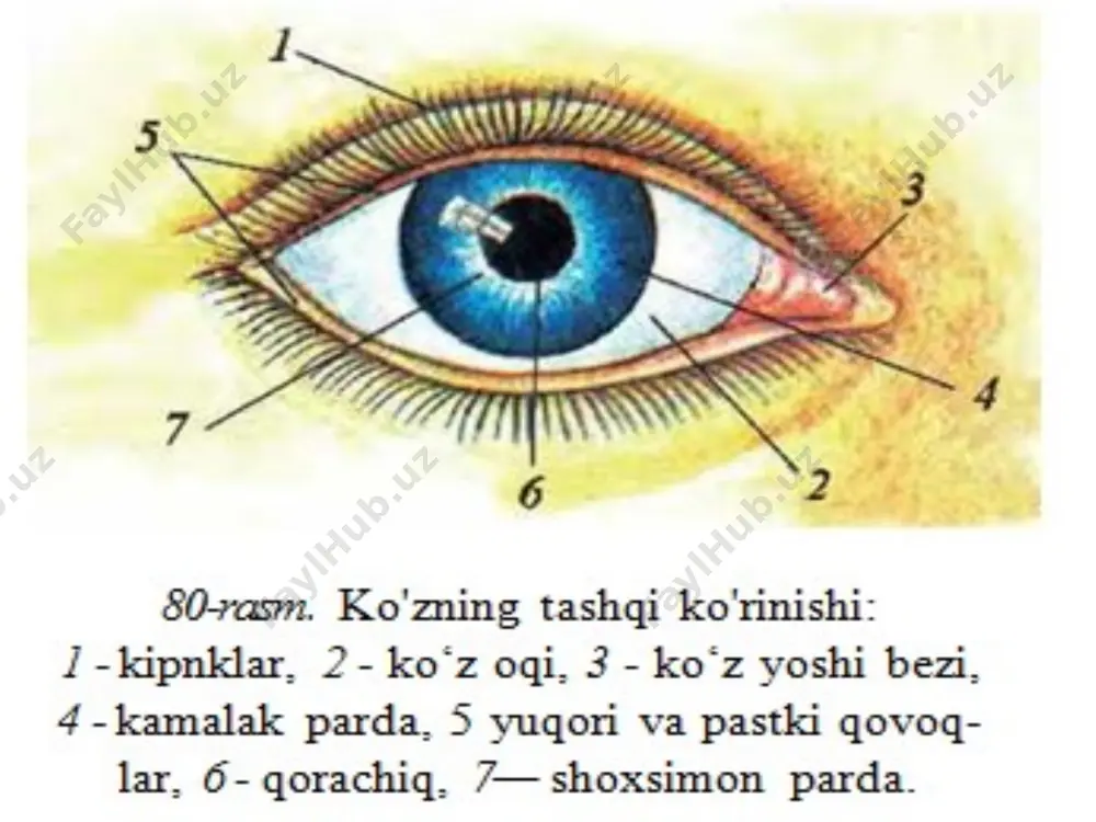 ko'rish organlarining anatomiyasi va funksiyasi - Page 2