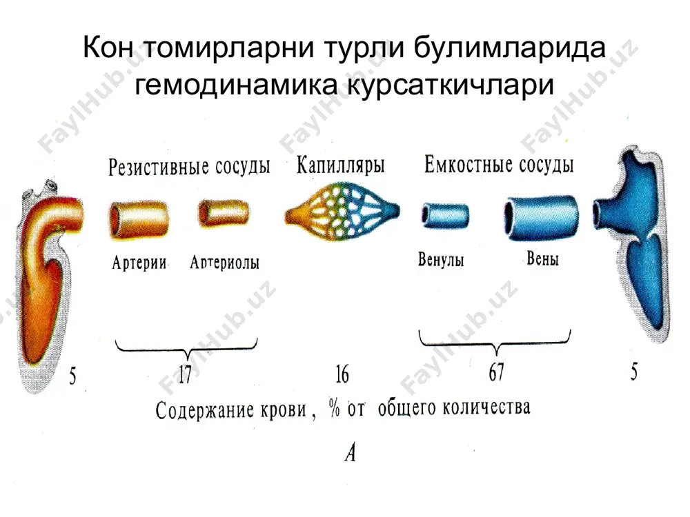 эндотелий билан гуморал бошкарилиш эндотелин азот оксиди (no) метоболитлар билан гуморалбошкарилиш лактат ва бош. (<ph) тукималар кининлар гистамин, адф * кон айланишини нерв билан бошкарилиши юг схемаси ренин ишлаб чикариш учун сабаблар коптокчаларга келувчи артериолаларда босимни пасайиши бета-адренорецепторлар оркали юкг ни симпатик стимуляцияси дистал каналчаларда натрийнинг ортикча микдори ёки натрийнинг кондаги концентрациясини пасайиши * ренин-ангиотензин-альдостерон системаси * «босим – натрийурез – диурез» механизми * гипернатриимияда аб кутарилиш механизми конда нарий микдорини ортиши, кон хажмини ортишига олиб келади. эндотелийда натрийни тупланиши, эндотелийни шишишига ва артериолалар ичини торайишига олиб келади. томир силлик мушаклари хужайраларидаги ортикча натрий, уларни кузгалувчанлигини оширади. * суюклик хажмини аб га таъсири механизми * перестройка рефлекторной саморегуляции ад * аб доимийлигини таъминловчи функционал тизим турли аъзоларда артериал томирлар максимал кенгайганда кон айланишини узгариши * жисмоний мехнатда аъзоларда кон айланишини кайта таксимланиши * тинч холатда турган одамни аб га гидростатик босимни таъсири горизонтал холатдан вертикал холатга ва тескари холатга утганда …