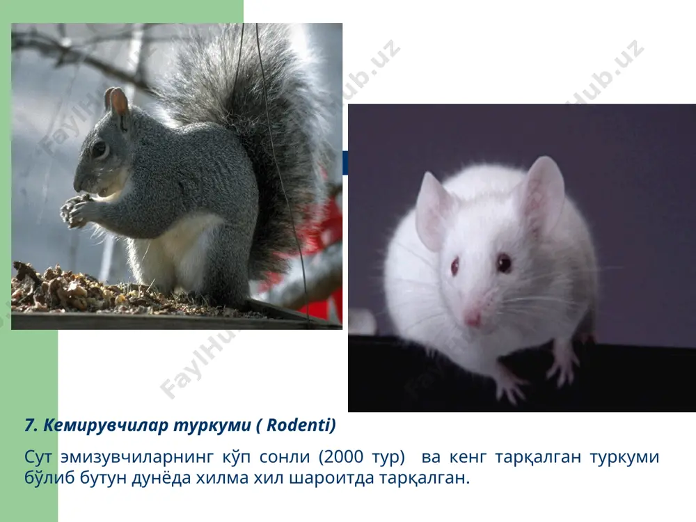 сут эмизувчилар ҳақида маълумотлар тўплами - Page 4
