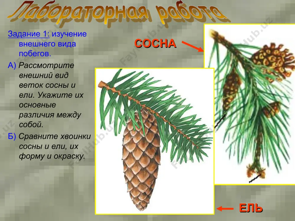 biologiya. golosemennye rasteniya - Page 5