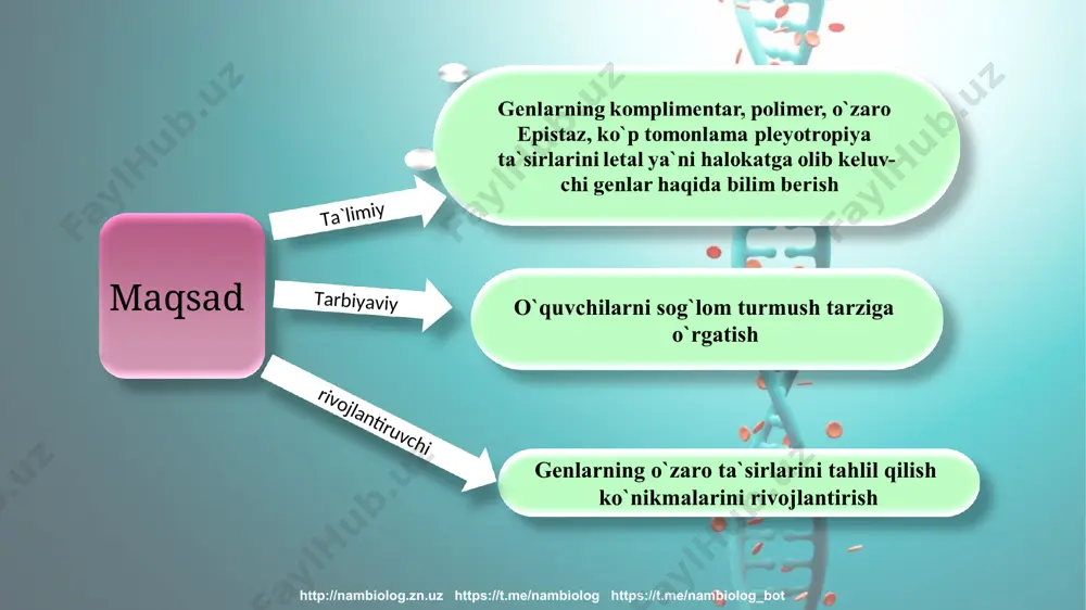 hil rangini ifodalaydi. i dominant ingibitor. oq va yashil qovoqni chachishtirish natijasida hosil bo‘lgan f1 duragaylarini o‘zaro chatishtirishdan f2 da 12 ta oq, 3 ta sariq, 1 ta yashil qovoq hosil bo‘ldi. ota –onaning, f1 va f2 duragaylarining fenotipini aniqlang. http://nambiolog.zn.uz https://t.me/nambiolog https://t.me/nambiolog_bot http://nambiolog.zn.uz https://t.me/nambiolog https://t.me/nambiolog_bot p fen: oq yashil gen: ♀ iiyy x ♂ iiyy gameta: iy iy f1 fen: oq gen: iiyy p fen: oq oq gen: ♀ iiyy x ♂ iiyy f 2 http://nambiolog.zn.uz https://t.me/nambiolog https://t.me/nambiolog_bot http://nambiolog.zn.uz https://t.me/nambiolog https://t.me/nambiolog_bot epistaz ta’sir (13:3) tovuq patining qora rangini c gen, oq rangini c gen ifodalaydi. ammo qora rang genotipda i gen bo‘lsa yuzaga chiqmaydi. uning retsissiv i alleli ingibitor vazifasini bajaradi va rangning yuzaga chiqishiga to‘sqinlik qilmaydi. oq patli tovuq , oq patli xo’roz bilan chatishtirilganda avlodda oq patli 13 qora patli, 3 nisbatda xosil bo’ladi. ota-ona va avlodlarning genotipini toping. http://nambiolog.zn.uz https://t.me/nambiolog https://t.me/nambiolog_bot http://nambiolog.zn.uz https://t.me/nambiolog https://t.me/nambiolog_bot fen: oq …