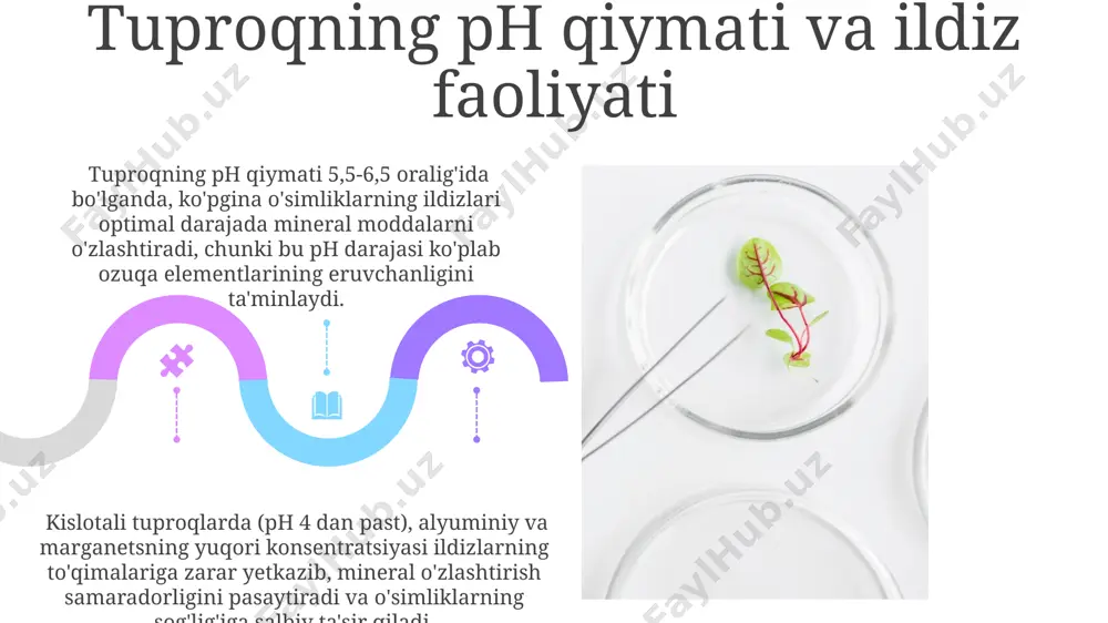 o‘simliklarni mineral oziqlanish jarayonida ildizning roli - Page 5