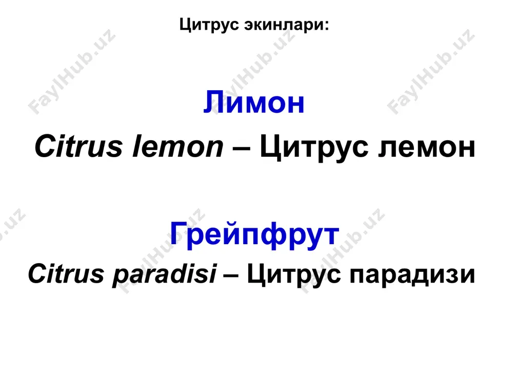 iklari kiradi. tsitrus ekinlarining kasalliklari o'zbekistonda tadqiq qilinmagan. tsitrus ekinlarining gommoz kasalligi qishloq xo'jalik ekinlarining kasalliklari va ularga qarshi kurash choralari tsitrus ekinlarining gommoz kasalligi kasallik belgilari va rivojlanishi kasal daraxtlar poyasining qobiqlarida shishlar paydo bo'ladi, ulardan shaffof, tillarang-sariq yoki qo'ng'ir tusli, cho'ziluvchan va havoda tez qotuvchi suyuqlik – elim oqadi. qotgan elim suvda eruvchanlik xususiyatini yo'qotadi. ba'zan zararlangan poyalardan elim oqmaydi, ammo poya qobig'i nobud bo'ladi, uning ba'zi qismlari chatnaydi va ko'chadi, natijada yaralar hosil bo'ladi. qishloq xo'jalik ekinlarining kasalliklari va ularga qarshi kurash choralari tsitrus ekinlarining gommoz kasalligi kasallik belgilari va rivojlanishi odatda gommoz daraxt poyasining pastki qismida paydo bo'ladi, keyin poyaning yuqoriroq qismlariga, shoxlariga hamda pastga, ildizlariga o'tadi. kuchli zararlangan daraxtlarning barglari sarg'ayadi, asta-sekin quriydi va to'kiladi. zararlangan qobiq ham quriydi, tushib ketadi, daraxtning yog'och qismi ochilib qoladi. zararlangan ildizlar nobud bo'ladi. tsitrus daraxtining ildiz bo'g'zida gommoz kasalligining belgilari qishloq xo'jalik ekinlarining kasalliklari va ularga qarshi kurash …
