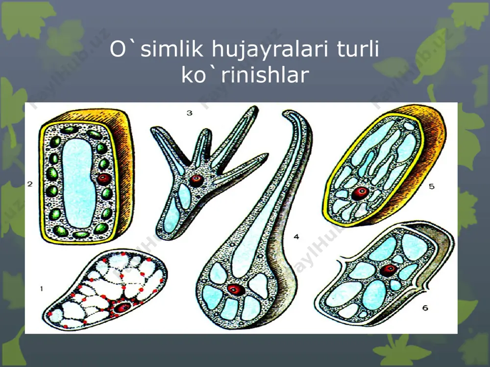o’simlik hujayrasining tuzilishi va funksiyalari - Page 3