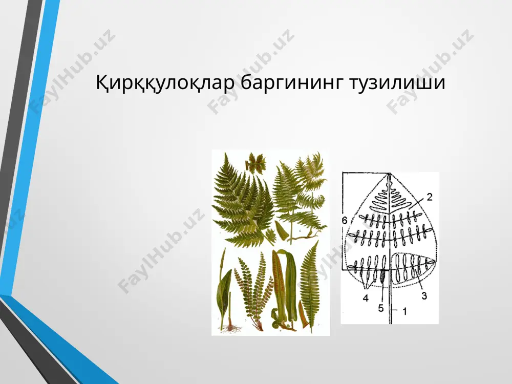 ales) полиподиянамолар (polypodiales). хулоса хулоса килиб шуни айтиш мумкинки, кирккулоклар кадимий усимликлар булиб, хозирги пайтда уларни тогларда, текисликларда, боткокликларда ва сувларда учратишимиз мумкин. кирккулоклар турли хил экологик мухитда усиши сабабли улар орасида хар хил хаётий шаклга эга турларни куриш мумкин. кирккулокларни барги ва илдизпоясининг кайнатмаси тиббиётда ишлатилади. оддий полиподиум (polypodium vulgare) ва жанубий полиподиум (p.austrle) турлари манзарали усимлик сифатида устирилади. фойдаланилган адабиётлар 1. мустафаев с.м. ботаника. тошкент, “ўзбекистон”, 2002. 472 б. 2. мустафоев с.m., ахмедов у.a. ботаника. тошкент, 2006. 3. хамидов а., набиев м., одилов т. ўзбекистон ўсимликлари аниқлагичи. тошкент, 1987. 4. худойкулов с.м., назаренко л.и. ўсимликлар систематикасидан амалий машғулотлар. тошкент, 1984. 5. комарницкий н.а., кудряшев л.в., уранов а. ботаника: систематика растений. м., “просвещение”, 1975. 6. буригин в.а., жонгуразов ф.х. ботаника. - ташкент. 1977. - 351 б. 7. жуковский п.м. ботаника. - м., 1982. - 667 с. 8. пратов у.п., одилов т.о. ўзбекистон юксак ўсимликлари оилаларининг замонавий тизими ва ўзбекча …