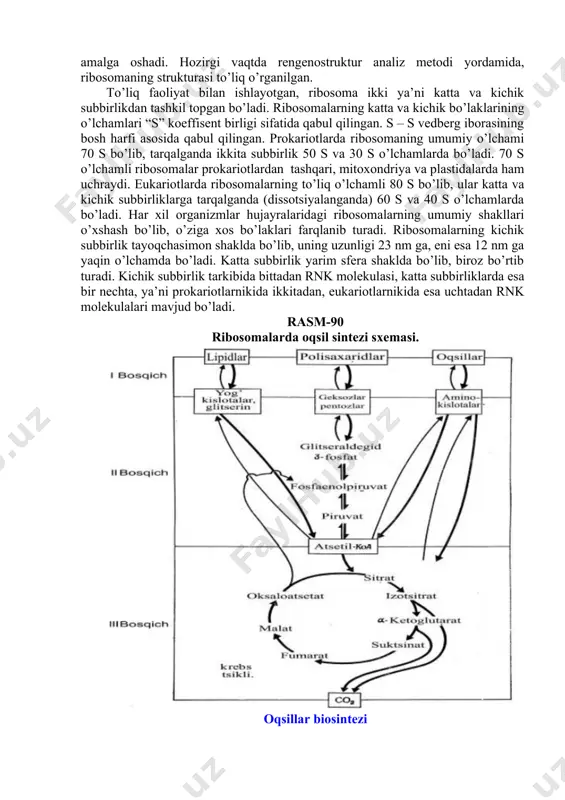 ladi. ribosomalarning katta va kichik bo’laklarining o’lchamlari “s” koeffisent birligi sifatida qabul qilingan. s – s vedberg iborasining bosh harfi asosida qabul qilingan. prokariotlarda ribosomaning umumiy o’lchami 70 s bo’lib, tarqalganda ikkita subbirlik 50 s va 30 s o’lchamlarda bo’ladi. 70 s o’lchamli ribosomalar prokariotlardan tashqari, mitoxondriya va plastidalarda ham uchraydi. eukariotlarda ribosomalarning to’liq o’lchamli 80 s bo’lib, ular katta va kichik subbirliklarga tarqalganda (dissotsiyalanganda) 60 s va 40 s o’lchamlarda bo’ladi. har xil organizmlar hujayralaridagi ribosomalarning umumiy shakllari o’xshash bo’lib, o’ziga xos bo’laklari farqlanib turadi. ribosomalarning kichik subbirlik tayoqchasimon shaklda bo’lib, uning uzunligi 23 nm ga, eni esa 12 nm ga yaqin o’lchamda bo’ladi. katta subbirlik yarim sfera shaklda bo’lib, biroz bo’rtib turadi. kichik subbirlik tarkibida bittadan rnk molekulasi, katta subbirliklarda esa bir nechta, ya’ni prokariotlarnikida ikkitadan, eukariotlarnikida esa uchtadan rnk molekulalari mavjud bo’ladi. rasm-90 ribosomalarda oqsil sintezi sxemasi. oqsillar biosintezi murakkab strukturaga ega boʼlgan polifunktsional biopolier boʼlmish oqsil …