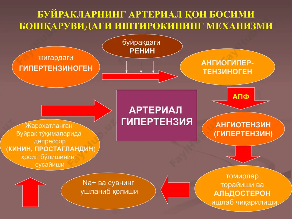 сув реарбсобциясини тезлаштиради иммунологик концепция: буйракка иммун комплексларнинг чўкиши ёки қондаги антителоларнинг коптокчалар базал мембранаси антигени билан бирикиши, иммун яллиғланишининг ҳужайра реакциясини шакллантиради. капилярлар ўтказувчанлигининг ошиши, плазмада осмотик босим пастлиг туфайли суюқлик томирларда ушланмай тўқималарга ўтиб кетади. клиник белгилари шикоятлари: асосий касаллик шикоятлари билан биргиликда шиш, ҳансираш, юрак уриб кетиши, тери қурук бўлиши ва сийишнинг камайиши. кўрикда: шиш. аввал қовоқларда, юз терисида, сўнг танага , қўл ва оёқларга тарқалади ва анасарка даражасига етиши мумкин. шиш юмшоқ, тўпиқ ёки болдир суяги устига босилганда чуқурча ҳосил бўлади ва тез йўқолади. кўрувда қовоқлар шиши. кўз тирқишининг бироз торайиши,юз терисининг бўртганлиги, рангпарлиги аниқланади. кучли шишларда юқорин, сон териси эпидермисининг йиртилиши, чизиқлари, тери ва унинг ҳосилаларининг дистрофик ўзгаришлари (терининг қуруқ бўлиши, соч ва тирноқнинг тез синиши) кузатилади. анасарка. гидроторакс, гидроперикардда ҳансираш кузатилади. юрак тонлари бўғиқлашади, анемия бўлганда функционал систолик шовқин ва тахикардия кузатилади. лаборатор текширувда: сийдикда оқсил кўп миқдорда (>10-20 г/л), асосан майда дисперсли альбуминлар …