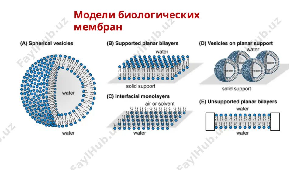 еточную или внутриклеточную мембрану, протекающий из области низкой концентрации в область высокой, т.е. с затратой свободной энергии. к-na-насос представляет собой мембранные белки, которые работают как ферменты атфазы. их задачей является расщепление атф на адн и неорганический фосфат. процесс распада сопровождается выделением энергии, которая расходуется на транспорт ионов в сторону увеличения электрохимического потенциала. энергии, выделяющейся при гидролизе одной молекуле атф, достаточно, что бы вывести из клетки три иона na+ и ввести 2 иона k+. потенциал покоя потенциал покоя — это разность электрических потенциалов, имеющихся на внутренней и наружной сторонах мембраны, когда клетка находится в состоянии физиологического покоя. его величина измеряется изнутри клетки, она отрицательна и составляет в среднем −70 мв, хотя в разных клетках может быть различной: от −35 мв до −90 мв. уравнение нернста для равновесного мембранного потенциала: потенциал покоя уравнение гольдмана-ходжкина-катца: причина отклонения равновесного потенциала от опытных данных заключается в проницаемости мембраны и для других ионов, которые вносят свой …