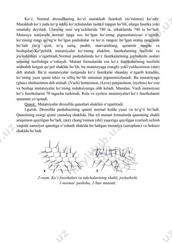 ha qaynatiladi (10-20 daqiqa). 9. propion kislota ozuqaga solinadi va yaxshilab aralashtiriladi. 10. ozuqa maxsus probirkalarga voronka orqali quyiladi. ozuqa sovigandan keyin unga 1-2 tomchi achitqi eritmasi tomiziladi va 23 gr achitqi 50 ml suvda eritiladi, shisha tayoqcha yordamida ozuqa muhitiga tomiziladi, shundan keyin probirkalar sovitilib paxtali probka bilan berkitiladi. v) drozofilni ko‘paytirish. laboratoriya sharoitida drozofila 24-250 c da hayot kechiradi. agar 310c bo‘lsa, drozofila qisman yoki butunlay naslsiz bo‘ladi, lekin u tropik mamlakatlarda yashovchi hasharot bo‘lganligi tufayli tabiiy sharoitda 310s dan yuqori hararotga chidaydi. 24-250c da uning voyaga yetishi 10 sutka davom etadi. 270c da esa rivojlanish 9 sutkaga o‘tadi. umuman drozofilaning tuxumi 20 soat davomida yetiladi, lichinka va g‘umbakka aylanish 8 sutka davom etadi. bundan 4 sutkasi lichinka davriga va shunchasi g‘umbak davriga to‘g‘ri keladi. shunday qilib, 1 yilda drozofilaning 40 ta avlodini olish mumkin. temperaturaning pasayishi drozofilaning rivojlanishini sekinlashtiradi. 100c da lichinka davri 57 kun davom etadi, …