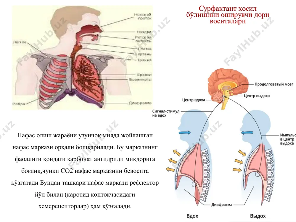 ektor ta'sir ko'rsatuvchi analeptiklar: lobelin va tsititon. bular karotid sinusda joylashgan n-xolinoretseptorlarni qo'zgatib, afferent tolalardan refleks yo'li bilan impulslar nafas markaziga o'tib, uni qo'zgatadi. lobelin, tsititon faqat venaga yuboriladi, ta'siri tezda boshlanib, nafas tezlashadi hamda chuqurlashadi. agar birinchi bor yuborilganda ta'sir ko'rsatmasa, ularni takroran yuborishning foydasi yo'q. aralash ta'sir mexanizmiga ega moddalar: kordiamin, kamfora, sulfakamfokain, uglekislota. bevosita nafas markazini ko'zgatadi hamda kordiamin, uglekislota sinokarotid soxada joylashgan xemoretseptorlarni qo'zgatib, nafas markazi qo'zg'aluvchanligi va sezuvchanligini reflektor yo'l bilan oshiradi. kamfora yuborilgan joyida (mushaklar orasiga, ko'krak yuzasiga kamfora moyi, kamfora spirti surtilganda) retseptorlarni qo'zgatadi, keyin reflektor yo'l bilan impulslar nafas markaziga o'tib uni ko'zg'atadi. uglekislota karbogen aralashmasi to'plamida mavjud. sulfakamfokain kamforaning suvda eriydigan turi bo'lib, yogda eriydigan kamforaga nisbatan ta'siri tezrok boshlanadi, mushaklar orasiga, teri ostiga hamda venaga yuboriladi. yo'talga qarshi moddalar yo'tal - bu yuqori nafas yo'llari, bronxlar va bronxiolalarni ta'sirlanishi tufayli yuzaga keladigan murakkab reflektor ximoya jarayon bo'lib, nafas yo'llaridagi qitiqlovchi …