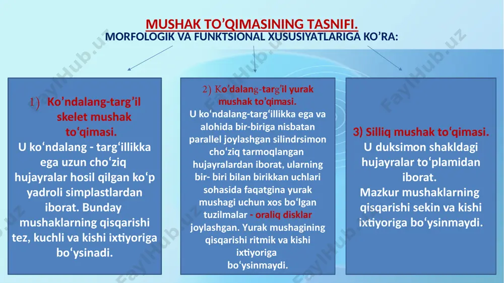 chala turida ham parda shaklida o‘rab, qisqaruvchi tolalarni hosil qiladi. mazkur biriktiruvchi to‘qimali pardalar ayniqsa skelet mushagida yaxshi ko‘rinadi: epimiziy - mushakni sirtdan o‘rab turuvchi zich tolali biriktiruvchi to‘qima. mazkur to‘qimadan iborat to‘siqlar yirik nervlar, qon tomirlari va limfa tomirlari bilan birgalikda mushakning ichiga o‘sib kiradi. 2) perimiziy - bevosita har bir mushak tutami (mushak tolalari hosil qilgan)ni o‘rovchi yupqa biriktiruvchi to‘qimali parda. har bir mushak tutami tolalari birgalikda faoliyat yurituvchi funktsional birlikni hosil qiladi. nervlar, qon tomirlari, limfa tomirlari perimiziy orqali ichkariga botib kiradi. 3) endomiziy – har bir mushak tolasini tashqi tomondan o‘raydi. u retikulyar tolalar va fibroblastlardan iborat juda yupqa biriktiruvchi to‘qimali qatlam bo‘lib, tarkibida nerv tolalari va mushak tolasini kislorod bilan ta'minlovchi qon-kapillyarlari to‘rini tutadi. ayrim skelet mushaklarining uchlari konussimon torayib, bu yerda epimiziy paylarining zich shakllangan biriktiruvchi to‘qimasi bilan birgalikda mushak-pay birikishini hosil qiladi. ko’ndalang-targ’il skelet mushagining tuzilishi. yorug‘lik mikroskopi ostida skelet mushagi tolalarining bo‘ylama …