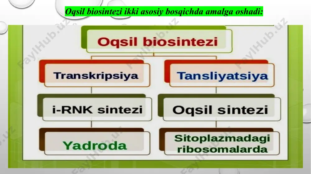 modifikatsiyasi • ribosoma mutatsiyalari: ba’zi bakteriyalar ribosomalarining strukturasini modifikatsiya qilish orqali antibiotiklarning ta’siriga qarshi qarshilik ko‘rsatadi. misol uchun, erytromitsin va streptomitsin kabi antibiotiklar ribosomaning ma’lum joylariga bog‘lanadi, ammo ba’zi bakteriyalar bu joylarda mutatsiyalar hosil qilishi mumkin, shunday qilib, antibiotik ular uchun samarali bo‘lmaydi. 4. ribosoma va rnk polimeraza fermentlarining modifikatsiyasi • ribosoma shakarlarni o‘zgartiruvchi fermentlar: ba’zi bakteriyalar ribosomalarni shakar guruhlari bilan o‘zgartirib, antibiotiklar bilan bog‘lanishini kamaytiradi, bu esa antibiotikning ta’sirini yengillashtiradi. • rnk polimeraza mutatsiyalari: ba’zi bakteriyalar, masalan, streptococcus pneumoniae, rifampisin antibiotikiga qarshi qarshilikni rnk polimerazasidagi mutatsiyalar orqali hosil qiladi. bu antibiotiklar rnk polimerazani bloklaydi, lekin mutatsiyalangan rnk polimeraza bu ta’sirdan saqlanadi. 1. bakterial infeksiyalarni davolashda • antibiotiklar: oqsil biosintezi ingibitorlari bakterial infeksiyalarni davolashda keng qo‘llaniladi. masalan: • aminoglikozidlar (streptomitsin, gentamitsin): bakteriyalarning oqsil sintezini to‘xtatib, bakterial infeksiyalarni davolaydi. • makrolidlar (erytromitsin, klaritromitsin): ribosomaga ta’sir qilib, oqsil sintezini bloklaydi, bu esa bakteriyaning o‘sishini to‘xtatadi. • tetratsiklinlar: tetratsiklinlar ribosomaning a-saytiga bog‘lanib, elongatsiya …