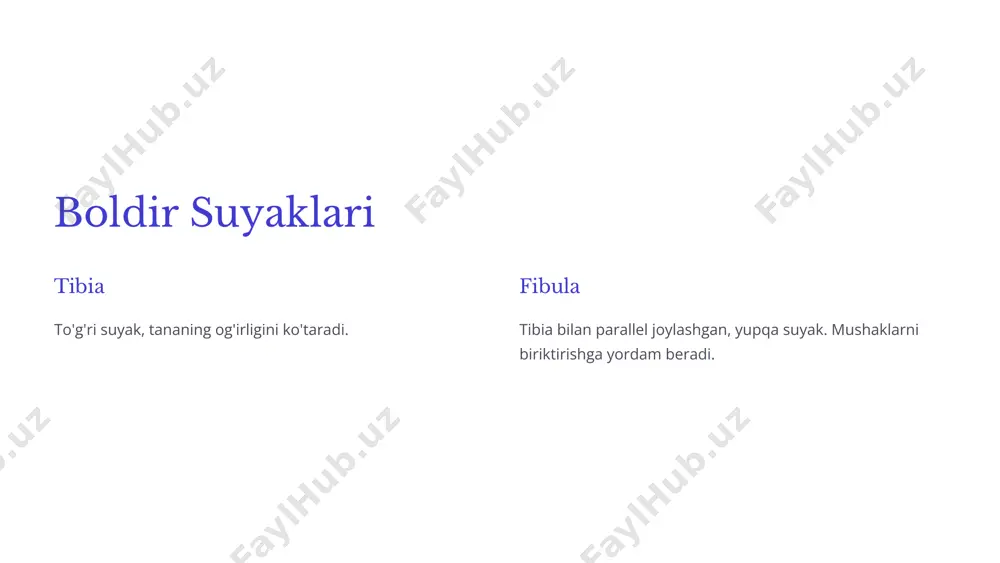 oyoq suyaklari va ularning funktsiyalari - Page 5