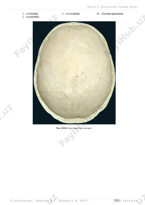 ____________________________________________________________________________________________________________________________________________________ © «osteologiya» – pivchenko p. g., xolamov a. i. , 2013 g . 135 | s t r a n i ts a 1 – os frontale; 9 – vomer; 16 – sulcus sinus sigmoidei; 2 – os parietale; 10 – maxilla; 17 – sinus sphenoidalis; 3 – os occipitale; 11 – os palatinum; 18 – sinus frontalis; 4 – os sphenoidale; 12 – mandibula; 21 – canalis incisivus; 5 – os temporale; 13 – narujnaya kompaktnaya plastinka; 22 – septum nasi. 6 – os ethmoidale; 14 – diploe; 8 – os nasale; 15 – vnutrennyaya kompaktnaya plastinka; ris. 2.12.12. sagittalniy raspil cherepa (vid iznutri, peregorodka nosa soxranena). razdel 2 . osteologiya. osevoy skelet ______________________________________________________________________________________________________________________________________________________________________________ 136 | s t r a n i ts a © «osteologiya» – pivchenko p. g., xolamov a. i. , 2013 g . glava 13. glaznitsa: stroenie stenok, otverstiya i ix naznachenie. _______________________________________________________________________________________________ orbita …