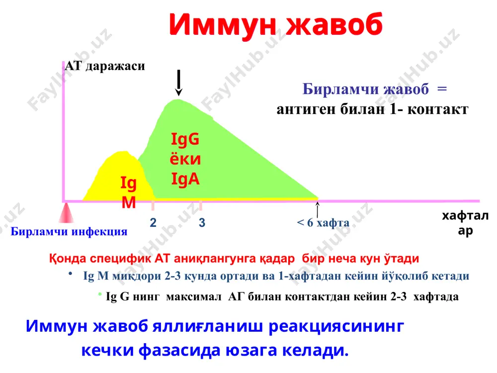 nlar ekzogen(allergik pollinozlar,dorilar) gomologik(mos kelmaydigan qon qo`yilganda) autologik antigenlar(autoimmun kasalliklar) o`ta sezuvchanlik reaksiyalari 1 tip reaksiyalarda immun javob vazoaktiv va spazmogen moddalar ajralishi bilan kechadi.mahalliy va umumiy yoki tarqalgan(sistemali anafilaksiya bilan kechadi) a.sistemali anafilaksiya organizmga bazi bir dorivor moddalar,garmonlar,zardobga qarshi moddalar yuborilganda rivojlanadi. b.mahalliy anafilaksiya(atipik allergik reaksiyalar deb ham nomlanadi)bu organizmning allergenlarning tushishiga javob reaksiyasi bo`lib hisoblanadi. 2 tip reaksiyalar o`z to`qimasiga qarshi qaratilgan antitelolar ishlab chiqarishi bilan harakterlanadi,antitelolar hujayra shikastlanishida va fagotsitoz,lizisga sezgir qilib qo`yadi 3 tip immunokompleksli kasalliklar antigenni antitelolar bilan birikib immunkomplekslarni hosil qiladi va ular to`qimalarni zararlaydi immun kompleks joylashishiga ko`ra a)sirkulyatsiyalanuvchi(tomir ichida h/b) b)insitu immunokomplekslar(tomirdan tashqarida bo`lsa) 4 tip- immun hujayraviy reaksiyalar deyiladi.sensibilizatsiyalangan limfotsitlar bilan birga hujayraviy immun javob rivojlanadi. bu reaksiyalarning 2 ta varianti mavjud: 1)sustkor tipdagi o`ta sezuvchanlik reaksiyalari (granulematoz yallig`lanish) 2)t limfotsitlar bilan bog`liq sitotoksik reaksiyalar.yani bunda sensibilizatsiyalashgan t limfotsitlar nishon hujayralarni o`ldiradi.(transplantat,viruslar,o`sma hujayralari nishon hujayralardir) 1 tip reaksiyalar(anafilaktik tip) bu reaksiyalar …