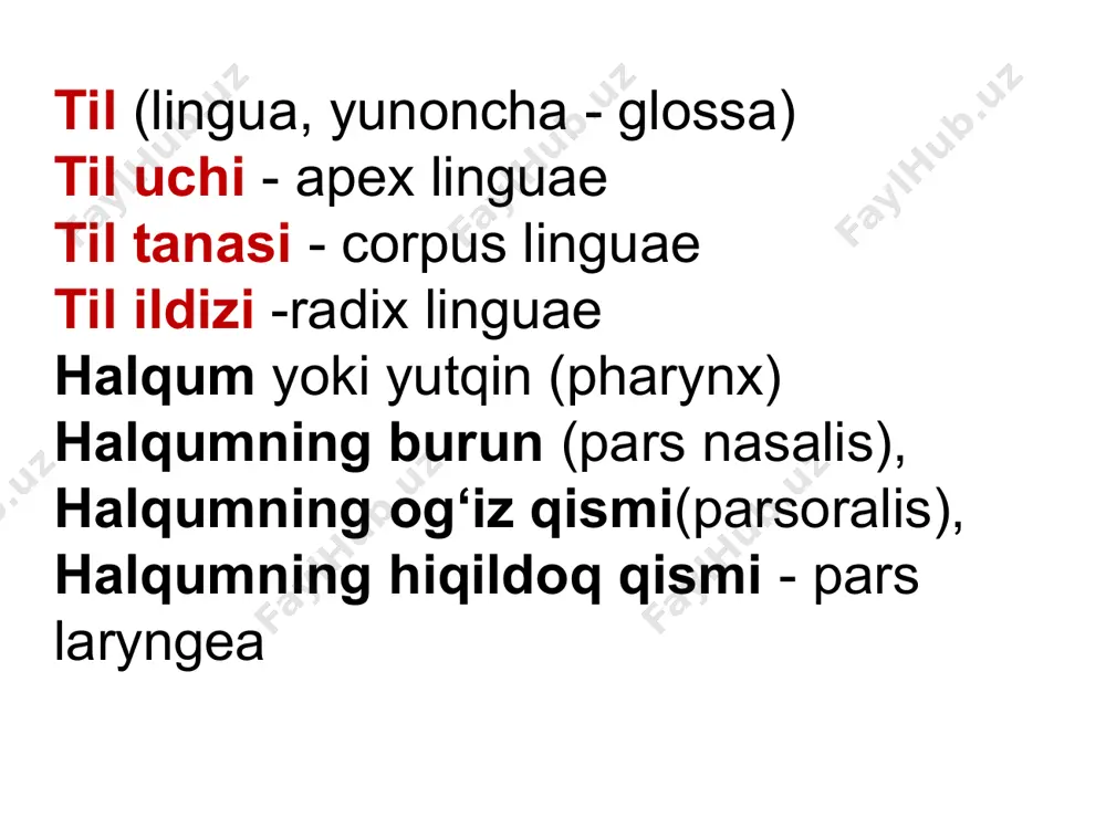 gi qismi tanglay pardasini hosil qiladi. unda o’rta chiziq bo’ylab tilcha chiqadi. tishlar (dentes) og’iz bo’shlig’ining dahlizi bilan asosli og’iz bo’shlig’ini o’rtasida joylashgan. ular yuqori va pastki jag’ suyaklarining kataklarida o’rnashadi. formula: 2, 1,2,3 kurak tish-2; qoziq tish-1; kichik oziq tish-2; oziq tish-3. ularning soni 32ta, yuqori pastki jag`larda 16 tadan joylashadi. tishlarning tuzilishi emal 96%ni tuzlar kalsiy karbonat va kalsiy fosfat tuzlar dentin 28% organik modda(kollagen) 72% anorganik modda tishlar (dentes) ovqat hazm qilishda ishtirok etib qolmay, odamda so‘z bo‘g‘inlarini hosil qilishda ham qatnashadi. ular yuqori va pastki jag'ning tish katakchalarida milklarning yuqorigi chekkasida joylashadi. tishlar kimyoviy tarkibi va fizik xususiyatlari jihatidan suyaklarga o‘xshaydi va ulardan kelib chiqishi bilan farq qiladi. tish uch qismdan: toji, bo‘yni va ildizidan iborat. tish toji (corona dentes) tishning og‘iz bo‘shlig‘ida ko‘rinib turgan qismi bo'lib, to’rtta yuzasi bor. tilga qaragan yuzasi (facies lingualis), og’iz dahliziga qaragan yuzasi (facies vestibularis) kesuv va kurak tishlarda lablarga …