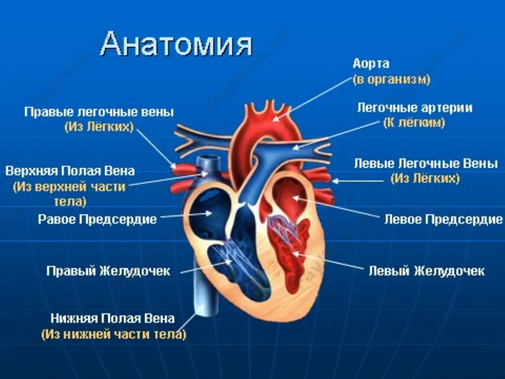 ъерда тутиш лозим агар электролитлар микдори меъерда булса беморга диуретиклар берилади, масалан, фуросемид бир марталик дозаси 1 мг/кг. инотроп препаратлар берилади. дофамин, 5—20 мкг/кг/мин в/и. добутамин, 5—20 мкг/кг/мин в/и. амринон —фосфодиэстераза ингибитори, огир юрак етишмовчилигида кулланади адреналин, 0,1—1 мкг/кг/мин, бошка препаратлар ердам бермаса кулланиши мумкин. юрак тампонадаси таъриф. юрак тампонадаси — бу перикард бошлигида суюкликнинг йигилиши натижасида юракнинг сикилишига ва коринчаларнинг диастолик тулдиришини камайишига олиб келадиган шошилинч холат. ушбу холат натижасида кон окимига юрак ташлаши камаяди ва хает учун хавфли юрак етишмовчилиги пайдо булиши мумкин. этиология перикаднинг бирламчи зараланиши вирус, бактериал ва ревматик перикардитда кузатилади. тизим касалликлари иккиламчи юрак тампонадасига олиб келадиган (юрак етишмовчилиги, уремия, усмалар, коллагенозлар). текшириш ва ташхислаш физикал текширишлар тахикардия, тахипноэ, артериал гипотония кузатиладилар. кон окимига паст юрак ташлаши билан кечадиган юрак етишмовчилиги белгиларига ипсимон пульс, совук оек-куллар, цианоз, олигурия каби белгилар кирадилар. юрак тонлари бугиклашган, перикард шовкунлари, буйин веналарнинг буртиши, жигарнинг катталаниши. инструментал текширишлар кукрак кафасининг …