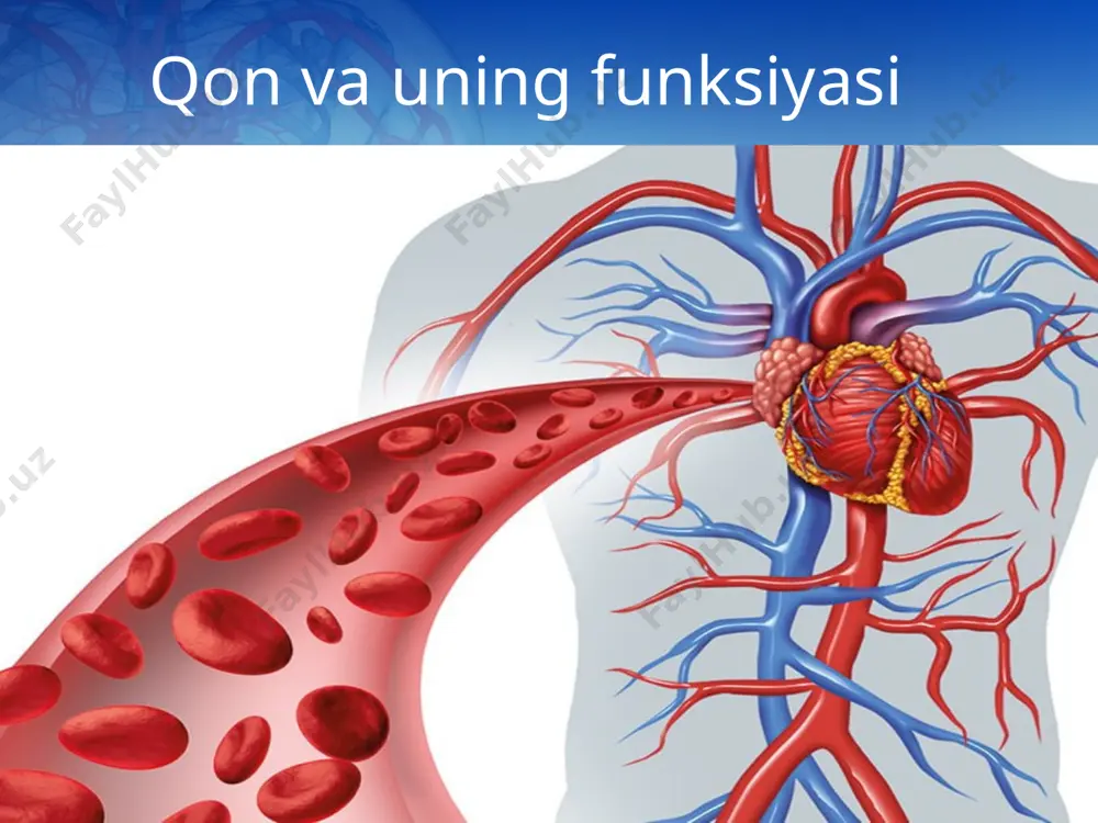 zon-ichaklarda hazm bo‘lgan oziq moddalar (oqsillar, yog‘lar, uglevodlar, mineral tuzlar, vitaminlar, suv) qon va limfa tomirlariga so‘rilib, qon orqali hujayralarga yetkaziladi. shuningdek, qon o‘pkadan kislorod qabul qilib, hujayralarga olib boradi. hujayralarda moddalar almashinuvi natijasida hosil bo‘lgan qoldiq (zaharli) moddalar va karbonat kislota qonga o‘tadi. bu moddalar qon orqali ayirish va nafas olish organlariga yetkazilib, tashqariga chiqarib yuboriladi. qon barcha to‘qima va organlar funksiyasini gumoral yo‘lbilan boshqarilishida ishtirok etadi. endokrin bezlarda sintez qilingan gormonlar — biologik faol moddalar qonga o‘tib, u orqali to‘qima va organlarga yetkaziladi va ular nerv sistemasi bilan birga, nerv-gumoral boshqarilishini ta’minlaydi. qon organizmni himoya qilish (immunitet) funksiyasini bajaradi. qon tarkibidagi leykotsitlar (oq qon tanachalari) organizmga kirgan mikroblarni yutish, parchalash va eritib yuborish xususiyatiga ega. bundan tashqari, qon zardobida maxsus oqsil zarrachalari — antitelolar bo‘lib, ular mikroblarni bir-biriga yopishtiradi va eritib yuboradi. shunday qilib, qonning immunitetlik funksiyasi organizmning har xil yuqumli kasalliklardan saqlanishiga yordam beradi. qon tana haroratining …