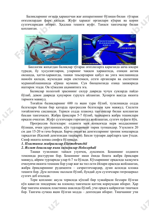 asligi bu ikkilamchi hodisadir.[footnoteref:1] [1: hickman c.p., roberts l.s., keen s.l., larson a., ianson h., eisenhour d.j., zoology, 14 edition, 2008. usa. p. 93 ] suvda yashovchi umurtqali hayvonlarda yagona nafas olish organi sifatida jabralar bir umr saqlanadi baliqlarning og'zida harakatchan jag' apparatining bo'lishi bilan to'garak og'izlilardan farq qiladi. juft harakat organlari ko'krak va qorin suzgichlaridan iborat. hidlash teshigi juft. tanasi tangachalar bilan qoplangan. biologik jihatdan baliqlar to'garak og'izlilarga qaraganda ancha yuqori turadi, bu xususiyatlarni, ularning chaqqon harakatida, oziqni aktiv ovlashda, hatti-harakatda, tashqi ta'sirlarni qabul va unga moslashishda namoyon qiladi, jumladan nerv sistemasi, sezgi organlari va skeletini murakkablashishida ko'rish mumkin. suv biotsenozida oziqa zanjirida ishtirok etadi. ov xo'jalik ahamiyatiga ega. baliqlar poleozoy erasining silur davrida chuchuk suvlarda paydo bo'lib, devon davrida hukumron guruhga aylangan. hozirgi vaqtda ikkita tarmog'i mavjud. tog'ayli baliqlarning 600 ga yaqin turi bo'lib, tuzilishida sodda belgilari bilan bir qatorda progressiv belgilari ham mavjud. skeleti tog'ayligicha saqlanadi. terisi …