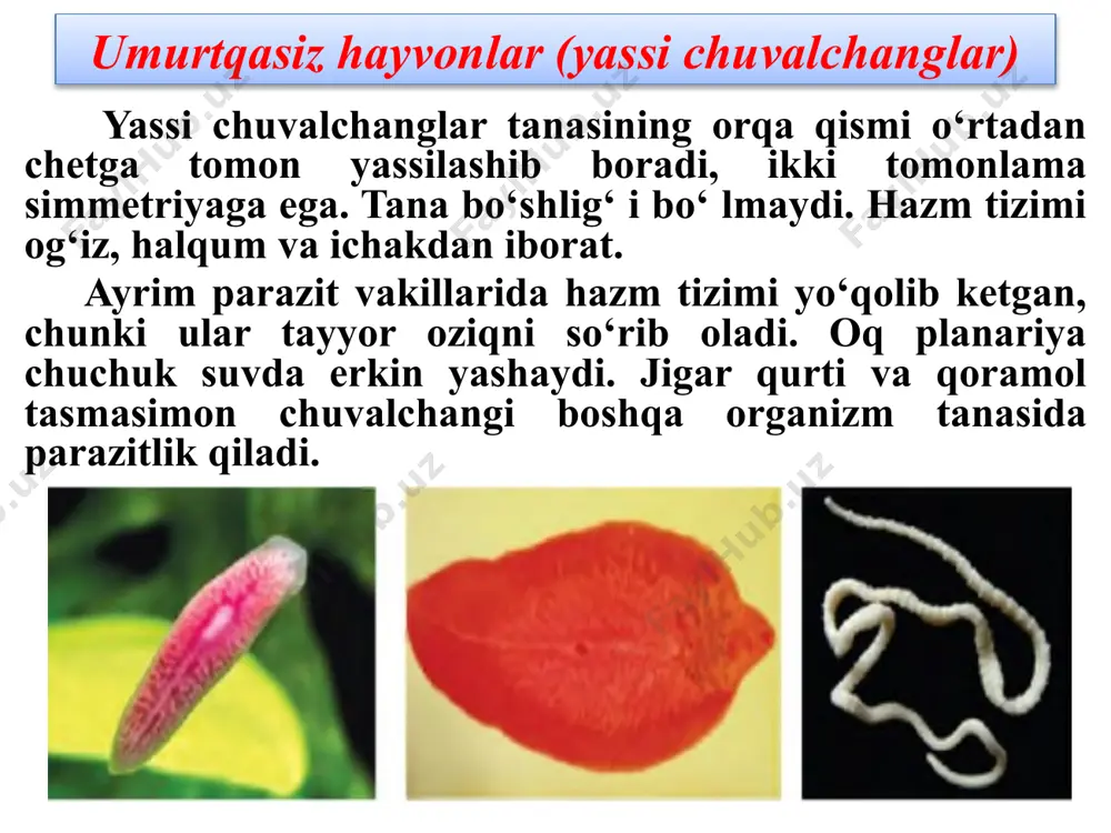 hayvonlar haqida ma'lumotlar - Page 5