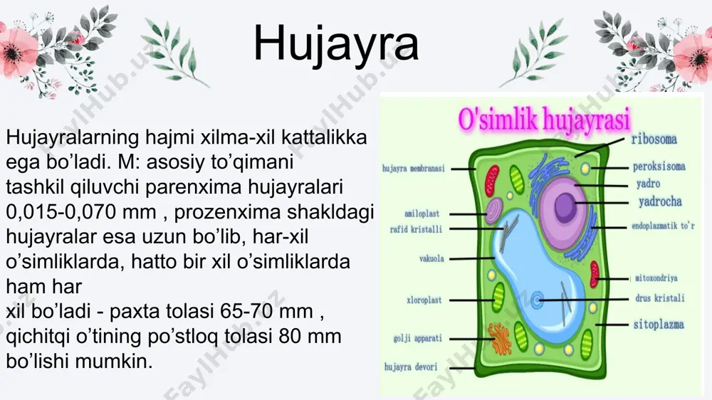 hujayra tuzilmasi va funksiyalari - Page 4
