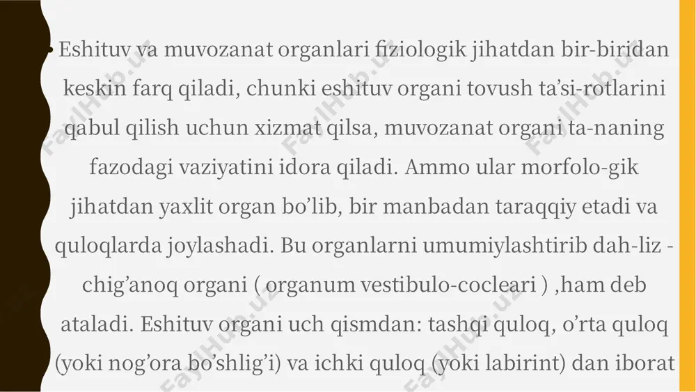 ilan • suyak labirintida dahliz, uch/pa yarim aylana kanal va suyak chig’a -nog’i tafovut qilinadi. dahliz (vestibulium) o’rta quloqqa yondoshgan kichkinagina suyak bo’shlig’i bo’lib, u nog’ora bo’shlig’idan oval darchani (foramen ovale) berkitib turuvchi nozik parda yordamida ajraladi.yarim aylana kanallar uchta yoysimon bo’shliqdan iborat bo’lib, ular o’zaro perpendikulyar yo’nalishda yotadi. ularning uchlari beshta teshik tarzida dahliz bo’shlig’iga ochiladi. shu bilan birga har bir yarim aylana kanalning oyoqchalaridan birida kengay-ma - yarim aylana kanalining ampulasi joylashadi. •eshituv va muvozanat organining taraqqiyoti. embrional hayot-ning uchinchi ha�asida miyaning orqa pufagi atrofidagi birynchi jabra yirig’i sohasida ektoderma bir oz qalinlashadi. tezda bu qalinlashgan joy eshituv chuqurchasiga aylanib, bu chuqurcha ychkariga botadi va uning chekkalari keyinchalik qo’shilib ketadi. na-tijada eshituv chuqurchasi berk eshituv pufakchasiga aylanadi. eshituv pufakchalari ektodermadan ajralib, kalta tasma yorda-mida cho’zinchoq miya bilan tutashadi. bu tasma eshituv nervi va eshituv gangliysining kurtagi bo’lib xizmat qiladi. • eshituv gangliylarining neyroblastlari o’simtalar hosil qiladi. mar-kaziy o’simtalar …