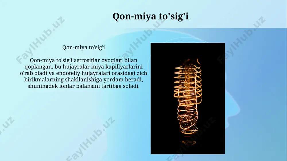 bosh miya va orqa miya fiziologoyasi - Page 4