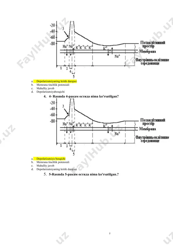 sinaps - Page 2