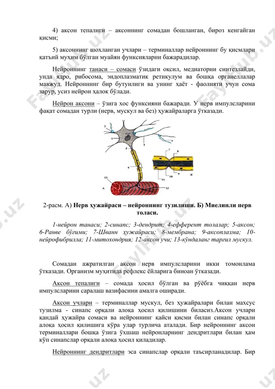 ур, усиз нейрон ҳалок бўлади. нейрон аксони – ўзига хос функсияни бажаради. у нерв импулсларини фақат сомадан турли (нерв, мускул ва без) ҳужайраларга ўтказади. 2-расм. а) нерв ҳужайраси – нейроннинг тузилиши. б) миелинли нерв толаси. 1-нейрон танаси; 2-синапс; 3-дендрит; 4-ефферент толалар; 5-аксон; 6-ранве бўғими; 7-шванн ҳужайраси; 8-мембрана; 9-аксоплазма; 10-нейрофибрилла; 11-митохондрия; 12-аксон учи; 13-кўндаланг тарғил мускул. сомадан ажратилган аксон нерв импулсларини икки томонлама ўтказади. организм муҳитида рефлекс ёйларига биноан ўтказади. аксон тепалиги – сомада ҳосил бўлган ва рўёбга чиққан нерв импулсларини саралаш вазифасини амалга оширади. аксон учлари – терминаллар мускул, без ҳужайралари билан махсус тузилма - синапс орқали алоқа ҳосил қилишини биласиз.аксон учлари қандай ҳужайра сомаси ва нейроннинг қайси қисми билан синапс орқали алоқа ҳосил қилишига кўра улар турлича аталади. бир нейроннинг аксон терминаллари бошқа ўзига ўхшаш нейронларнинг дендритлари билан ҳам кўп синапслар орқали алоқа ҳосил қиладилар. нейроннинг дендритлари эса синапслар орқали таъсирланадилар. бир нейроннинг дендритларида 100 ёки 1000 тагача нейронларнинг …