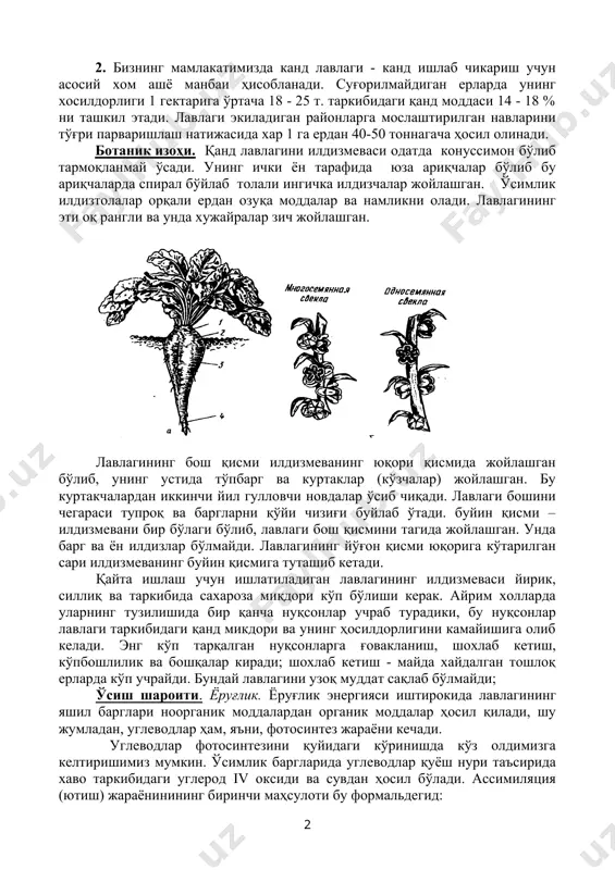 арни 8-9 ойлаб тўхтаб туришга бархам бериш, махаллий ахолисини йил давомида ишга жалб қилиш, импортга харж қилинаётган валютани тежаш мақсадида мавсумлараро хом шакарни қайта ишлаб шакар ишлаб чиқариш йўлга қўйилди. 2. бизнинг мамлакатимизда канд лавлаги - канд ишлаб чикариш учун асосий хом ашё манбаи ҳисобланади. суғорилмайдиган ерларда унинг хосилдорлиги 1 гектарига ўртача 18 - 25 т. таркибидаги қанд моддаси 14 - 18 % ни ташкил этади. лавлаги экиладиган районларга мослаштирилган навларини тўғри парваришлаш натижасида хар 1 га ердан 40-50 тоннагача ҳосил олинади. ботаник изоҳи. қанд лавлагини илдизмеваси одатда конуссимон бўлиб тармоқланмай ўсади. унинг ички ён тарафида юза ариқчалар бўлиб бу ариқчаларда спирал бўйлаб толали ингичка илдизчалар жойлашган. ўсимлик илдизтолалар орқали ердан озуқа моддалар ва намликни олади. лавлагининг эти оқ рангли ва унда хужайралар зич жойлашган. лавлагининг бош қисми илдизмеванинг юқори қисмида жойлашган бўлиб, унинг устида тўпбарг ва куртаклар (кўзчалар) жойлашган. бу куртакчалардан иккинчи йил гулловчи новдалар ўсиб чиқади. лавлаги бошини …