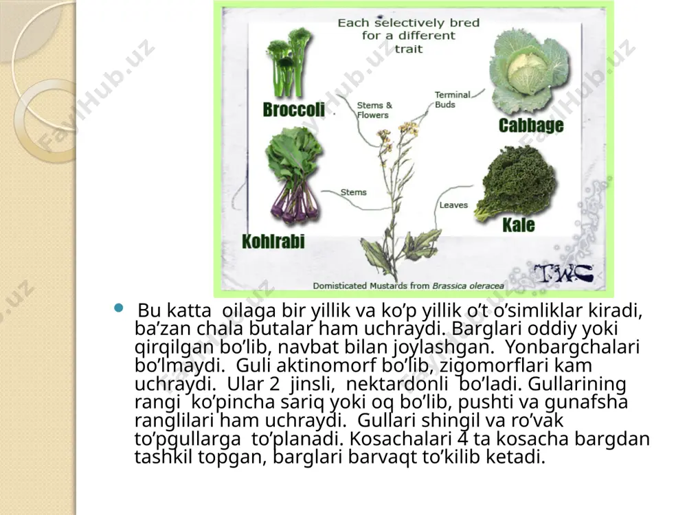 1-2 va ko’p yillik o’t o’simliklardir. bu turkumga bargi eyish uchun ovqatga ishlatiladigan, qimmatbaho sabzavot yoki urug`i moy beradigan o’simliklar kiradi. butgullilarning bir qancha vakillari ekin va polizlarda begona o’t sifatida uchraydi. masalan, qo’zoq tugadigan turlaridan gulyavnika (sisymbrium), jeltushnik (erysimum cheiran thoides), surepka (barbarea vulgaris), yovvoyi sholg`om (raphanus raphanistrum) turlari, mevalari qo’zoqcha turlaridan: jag`-jag` (achimbiti, capsella bursa pastoris), yarutka (thlaspi arvese), rijik (camelina), ikotnik (berteroa incana), momosirka (draba) ning ba’zi turlari shular jumlasidandir. bizda o’sadigan butgulli begona o’tlarning ko’pchiligi bir yillik o’simlik bo’lib, vegetativ yo’l bilan ko’paymaydi, ularga qarshi kurashishning qiyinligi, asosan ularning urug`dan tez ko’payishiga bog`liq. masalan, bir tup jag`-jag` 2 mingdan 70 mingtagacha urug` tugsa, descurainia sophia ning bir tupi 6 mingdan 110 mingtagacha, hatto (juda katta tuplari) 770 mingtagacha urug` tugadi. eng zararli o’tlarning biri surepka ( barbarea vulgaris) dir, bu o’t ba’zan dalani boshdan -oyoq qoplab oladi. surepka ikki yillik o’simlik, ammo ba’zan ildiz bachkilari bilan …