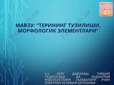 терининг тузилиши, морфологик элементлари — PPT