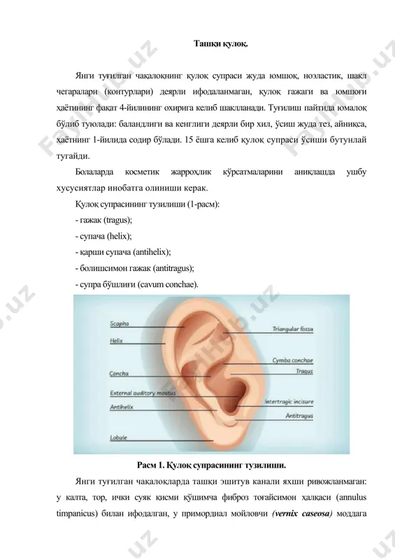 биридан фарқлаш учун). 3-4 ёшли боланинг ташқи эшитув йўлининг тузилиши катталарникига яқинлашади. қулоқ каналининг эгрилиги ноғора пардасини ҳимоя қилади. шундай қилиб, тўғри ва кенг эшитув канали билан боланинг қалам билан ноғора пардага шикаст етказиш имконияти пайдо бўлади. чақалоқда пастки жағнинг бўғими ташқи эшитув каналига яқин жойлашгандир. бу ҳол, шунингдек, деворларнинг юмшоқлиги эмиш ва чайнаш пайтида унинг кенглиги ўзгаришини изоҳлайди. қулоқ олди (паротид) сўлак бези шу соҳа яқинида жойлашган бўлиб, айрим ҳолларда унинг хўппози ташқи эшитув йўлига ёриб чиқиши мумкин. катта ёшдаги болаларда ташқи эшитув йўлининг узунлиги ўртача 2,5 см бўлади, тоғай-парда бўлими унинг 2/3 қисмини ташкил қилиб, унинг бўшлиғи овал шаклида бўлади. ташқи эшитув йўлининг энг тор нуқтаси, isthmus деб аталадиган суяк қисмининг ўртасида жойлашган; агар ёт жисмни олиш учун нотўғри ҳаракатлар қилинса ва isthmusдан ичкарига итариб юборса, кейинги манипуляция жуда қийинлашади ва баъзан жарроҳлик аралашуви талаб этилади. ташқи эшитув йўлининг тоғай-парда ва суяк қисмлари маълум бурчакни ташкил қилиши туфайли, …