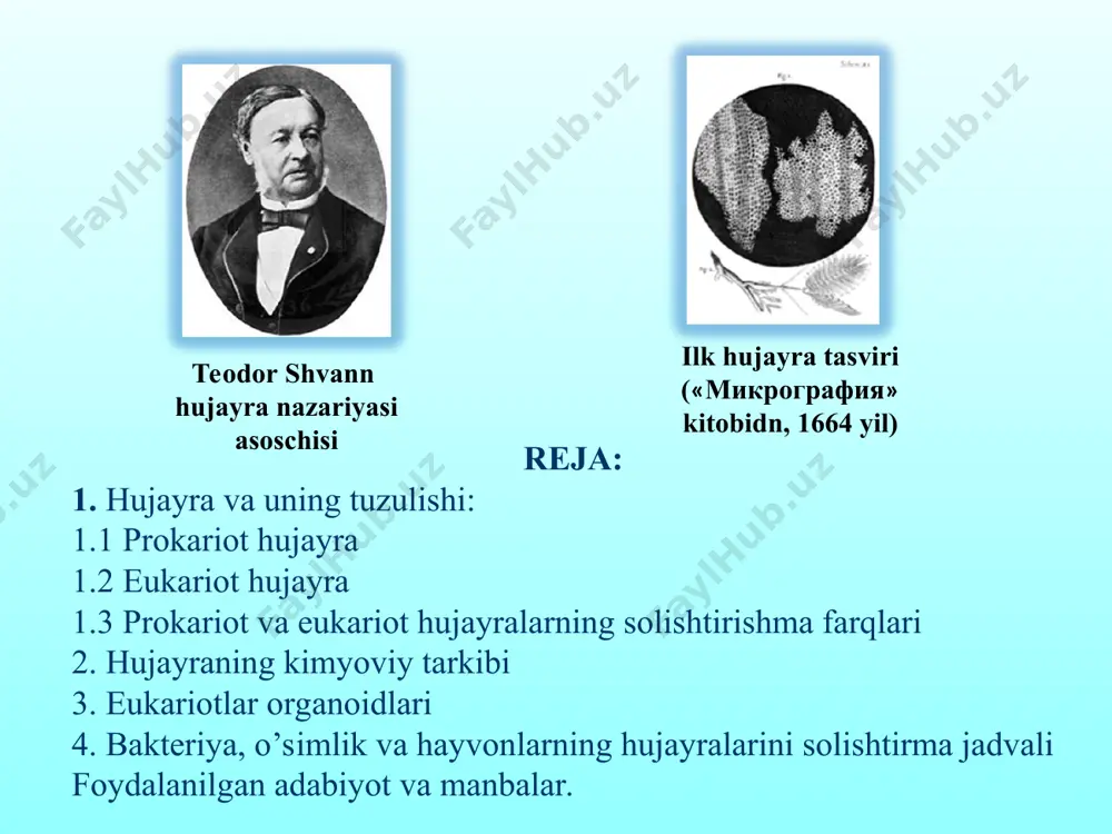 on (ba’zida chiziqsimon) ikki zanjirli dnk molekulasi giston-oqsillar bilan komlekslar xosil qilishmaydi. prokariot hujayralilarga – bakteriyalar, ko’kimtir-yashil suv o’tlari va arxeyalar kiradi. prokariot hujayralar avlodi bu – eukariot hujayralarning – mitoxondriya va plastidalari hioblanadi. yadro qobig’i yadro teshikachalari ribosomalar silliq endoplazmatik to’r vezikulalar lizosoma goldji apparati donador endoplazmatik to’r yadro eukariot hujayra eukariotlar (grekcha ευ — yaxshi, to’la va κάρῠον — yadro, yong’oq) — yadro qobig’i bilan ajralib turuvchi to’la yadroga ega hujayralar hisoblanadi. genetik materiallari bir nechta ikkitalik zanjirsimon dnk molekulalari (organizm turiga qarab ikki va undan oritq bir necha yuz) da bo’lib, giston-oqsillari bilan komplekslar xosil qiluvchi hujayralar hisoblanadi. eukariot hujayralarda yadro va boshqa organoidlarni tashkil etuvchi membranalardan tashqari yana ichki membranalar sistemasiga ham ega. undan tashqari bu turdagi hujayralar o’z tarkibida hujayra ichki simbiontlari – prokariotlar – mitoxondriyalarga, suv o’tlarida esa – plastidalarga ega. ўсимлик ҳужайраларининг шакллари. 1,2-мeристeматик ҳужайралар;3-крахмал йиғувчи парeнхима ҳужайраси;4-эпидeрмис ҳужайраси;5-икки ядроли ҳужайра;6-баргнинг ассимиляцион тўқимаси …