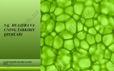 hujayra va uning tarkibiy qismlari. 5 - sinf — PPT