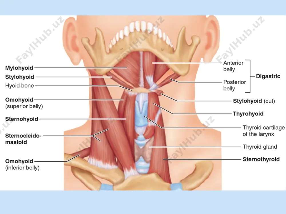 anatomik rejayizlar - Page 4