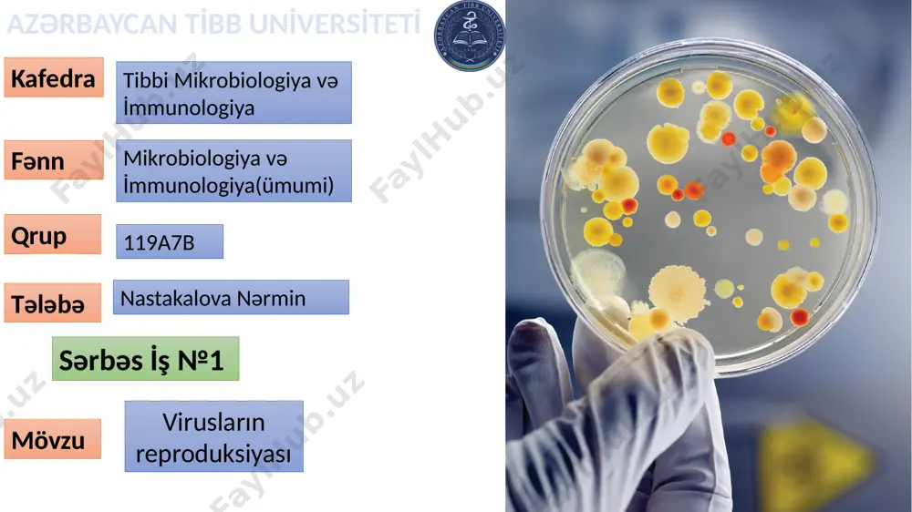 ın viruslarında – bakteriofaqlarda bu proses tam fərqli yolla baş verir. 3. virionun «soyunması», dezinteqrasiyası, yaxud deproteinasiyası. virus hüceyrəyə daxil olduqdan sonra onun özək hissəsi superkapsid və kapsid qişalarından azad olunur. nəticədə virusun nuklein turşuları və virus fermentləri reproduksiya üçün sərbəstləşir. virusun «soyunmasından» yeni virusun formalaşmasına qədər olan dövr eklips periyodu adlanır. hüceyrəxarici infeksiya viruslarının görünmədiyi latent periyod isə eklips periyodunu təkrar edir və yeni virusların yaranması ilə sona çatır. yoluxmuş hər hüceyrədə 100.000-ə qədər virus partiyası istehsal oluna bilər, amma bunların sadəcə 1-10%-i infeksiya törədə bilər. 4. virus nuklein turşularının replikasiyası və virus zülallarının sintezi. bu proses sahib hüceyrənin müxtəlif hissələrində gedir. məhz bu səbəbdəndir ki, virusların çoxalması dizyunktiv çoxalma üsulu adlanır. sahib hüceyrədə virus nuklein turşularının replikasiyası və virus zülallarının sintezi gedir. transkripsiya nəticəsində irsi məlumat virus nuklein turşularından məlumat rnt-nə köçürülür. mrnt-də kodlaşdırılan informasiya sahib hüceyrələrin ribosomlarında zülalların sintezini translyasiya yolu ilə təmin edir. dnt və rnt …