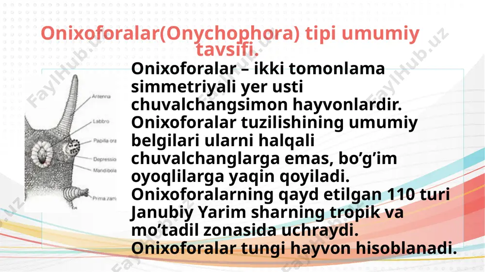’zgarmagan (hozirgi bilan solishtirganda) tardigidratlarni tosh qotgan shakllari ularni evolutsiyasi qanday kechgaligi haqida hech qanday ma’lumot bermaydi. tardigidratlar hali onixoforalarni kelib chiqishi bo’g’imoyoqlilarni shularga o’xshash bir shoxchasiga borib qoladi. chunki bu uchala gurux vakillarida bir xil umumiylik yani og’iz apparatining ikki nurli simmetriyali bo’lishidir. tardigrada tipiga kiruvchi organizmlar mikroskopik hayvonlardir va ularning ekstremal sharoitlarga chidamliligi bilan tanilgan. ular ko‘pincha “suv ayiqlari” deb ataladi. umumiy xususiyatlari: • ko‘rinishi: tanasining uzunligi 50 mikron dan 1 mm gacha, tanasi segmentlangan va sekizta oyoqqa ega. • oyoqlari: har bir oyoq uchida mayda panjalar yoki “emish pedlari” mavjud. • yashash muhiti: • suvda (tatli suv, dengiz suvi) yoki yerda (yosin, liken) yashaydi. • ekstremal sharoitlarda (yuqori harorat, radiatsiya, vakuum) hayotini davom ettira oladi. • oziqlanishi: • bakteriyalar, yosun va boshqa mikroskopik organizmlar bilan oziqlanadi. • ko‘payishi: • ko‘pchilik turlari tuxum qo‘yish orqali ko‘payadi. ayrimlari partenogenez (urg‘ochi tuxumlarni urug‘lanmasdan rivojlantiradi) orqali ham ko‘payishi mumkin. kuchli xususiyati …