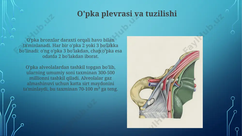 nafas o'zalari tuzilishi - Page 3