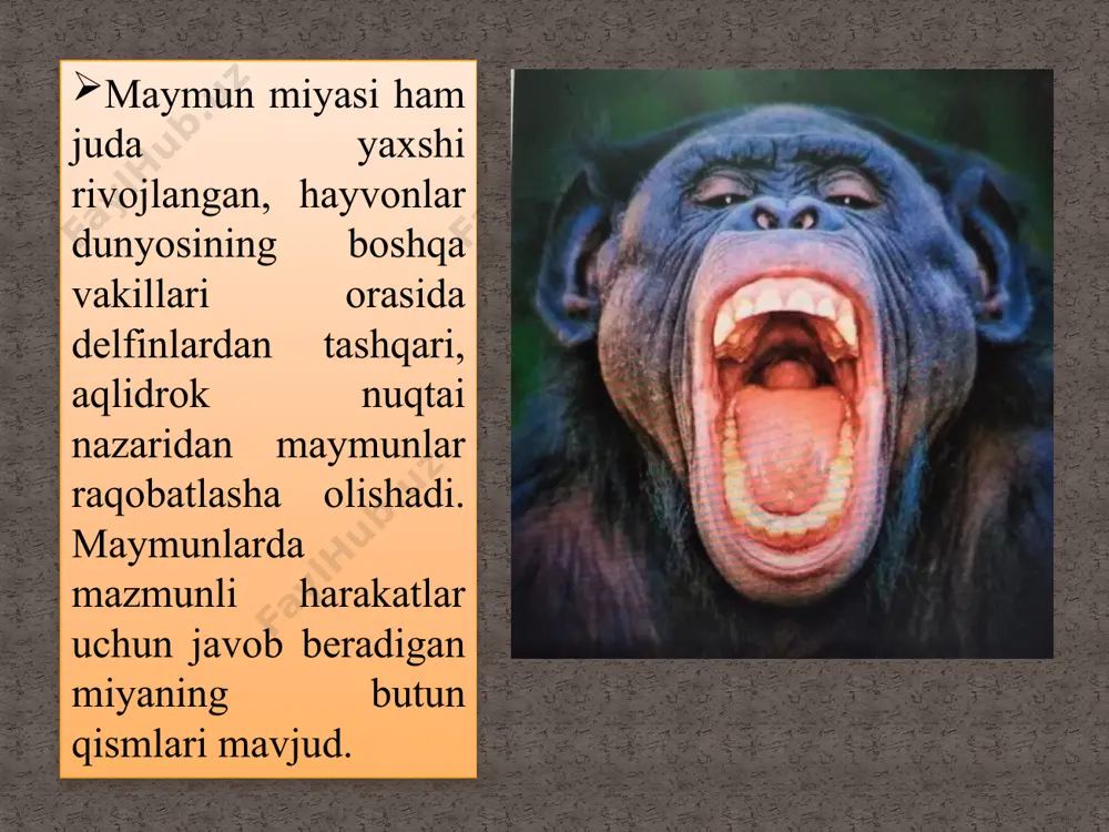 primatlar hayot tarzi - Page 4