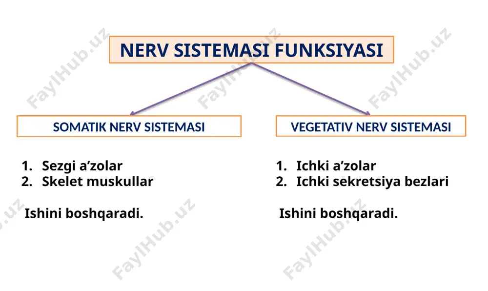 nerv tizimining fiziologiyasi va yoshga oid xususiyatlari - Page 5